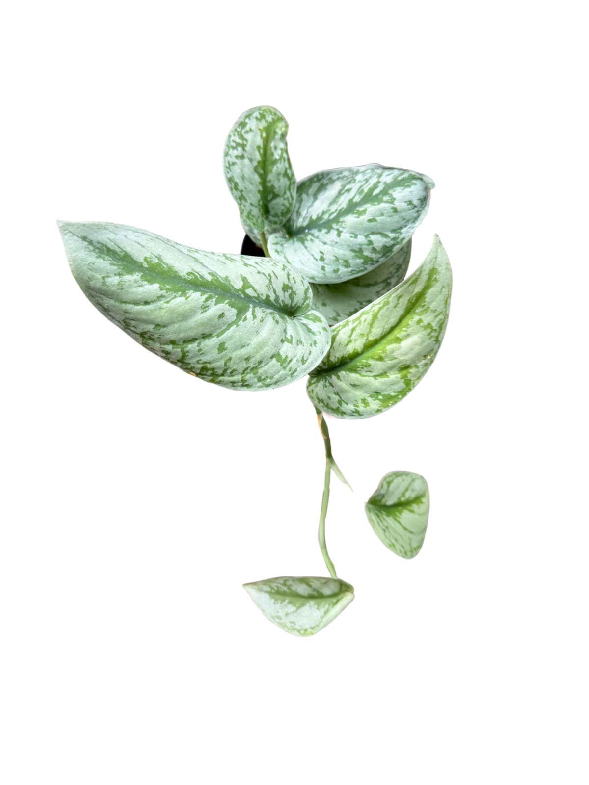 Amazon.com : Scindapsus Pictus Exotica Silver Satin Pothos Amazon.com : Scindapsus Pictus Exotica Silver Satin Pothos